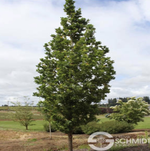 OAK, STREETSPIRE 2"