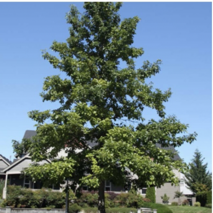 Swamp White Oak 7G