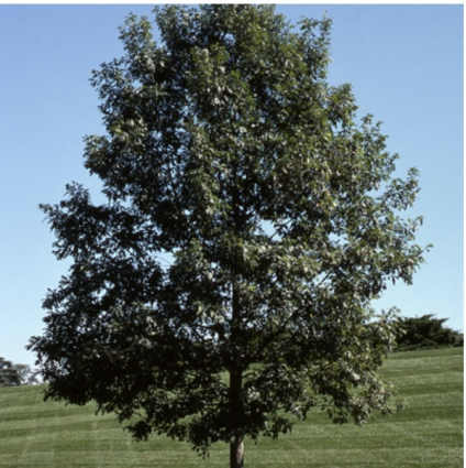 White Oak  2.5"