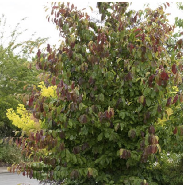Persica Parrotia (1.5")
