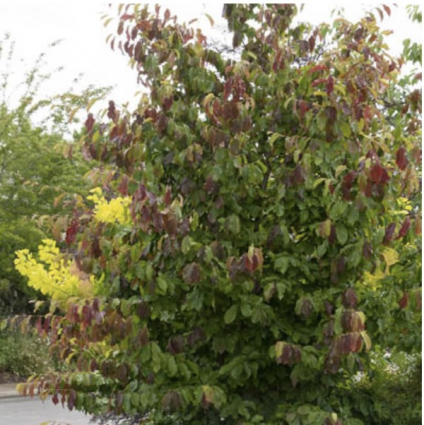Persica Parrotia (1.5")