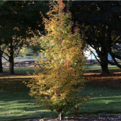 Persian Spire Parrotia (1.75")