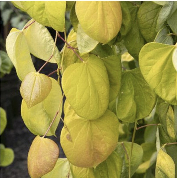 Golden Falls Redbud 15G
