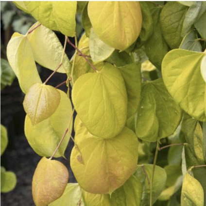 Golden Falls Redbud 15G