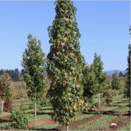 Slender Silhouette Sweetgum 1.7"