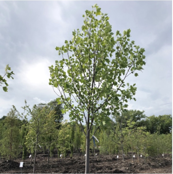 Tulip Tree 2"