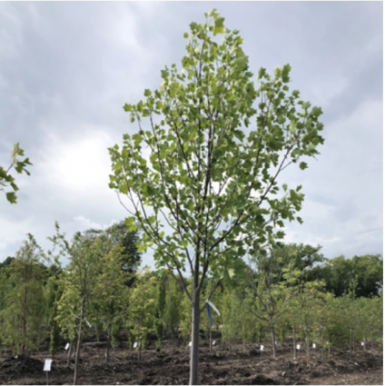Tulip Tree 2"