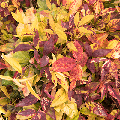 NANDINA, FIREPOWER DWARF 3-5 GAL