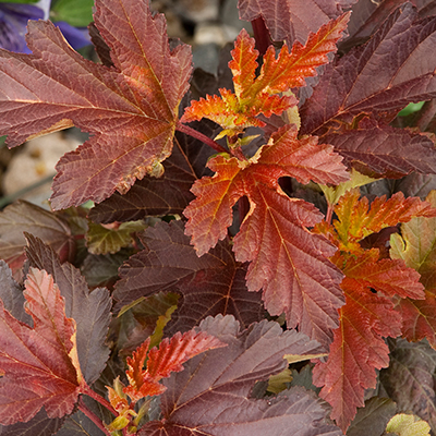 NINEBARK, CENTER GLOW 2 GALLON