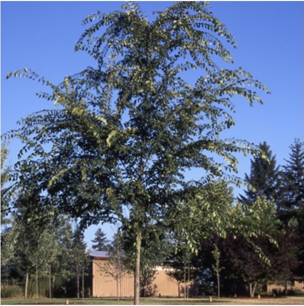 Emerald Flare Birch 15G