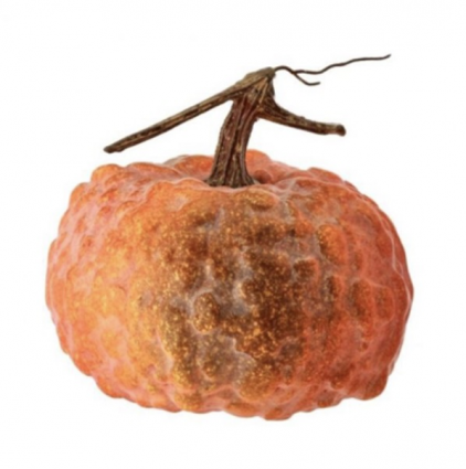 Orange Hybrid Pumpkin