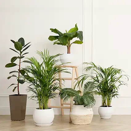 TROPICALS &amp; INDOOR PLANTS