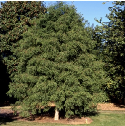 Bald Cypress  4"