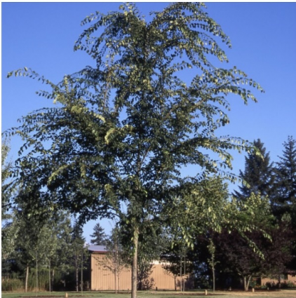 Frontier Elm  1.5"