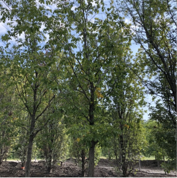 Prospector Elm 3.5"