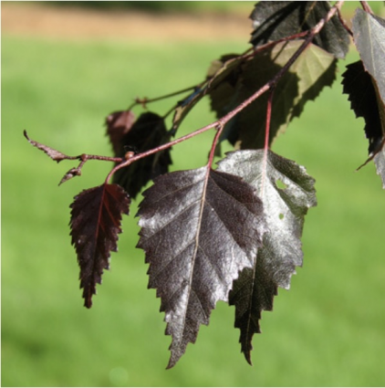 Royal Frost Birch Clump 2"