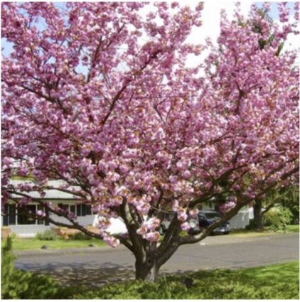 Kwanzan Cherry Tree 1.75"