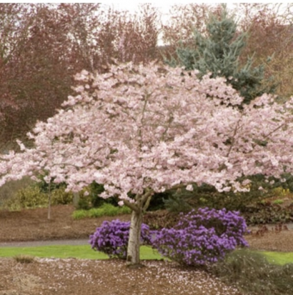 Yoshino Akebono Cherry Tree  2"
