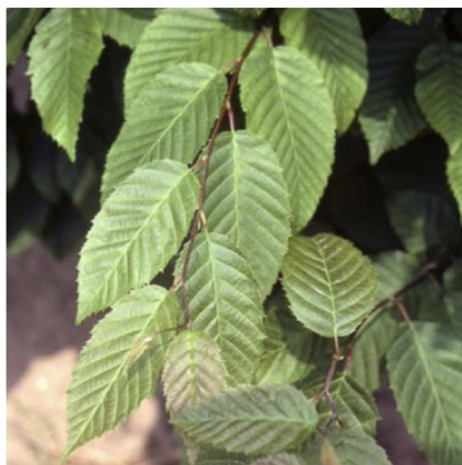 American Hornbeam 1.5"