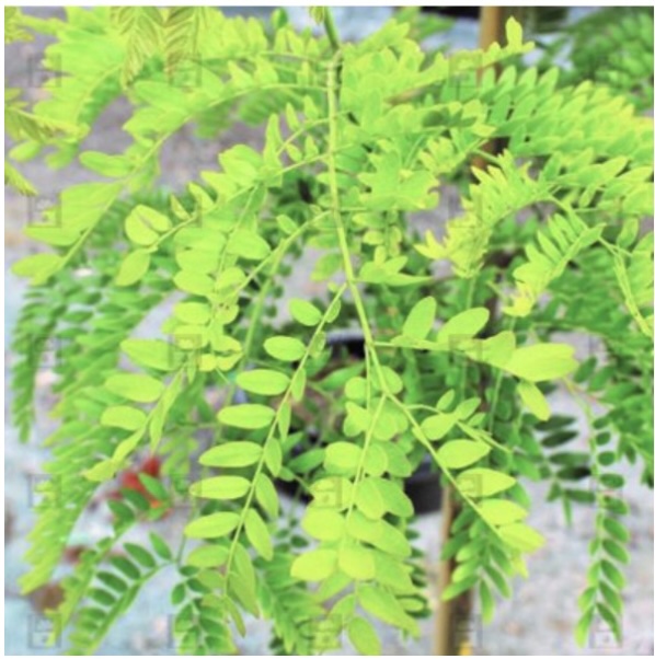 Imperial Honeylocust  3"