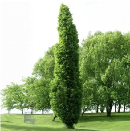Kindred Spirit Oak Tree  2"