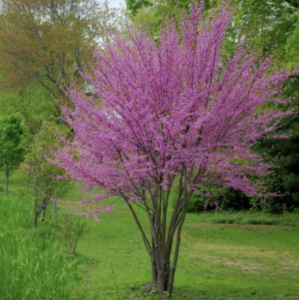 Redbud Tree 1.25"