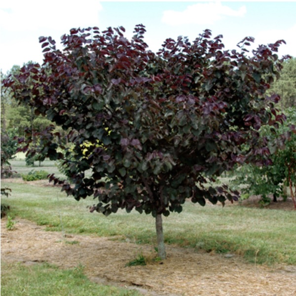 Merlot Redbud  2"