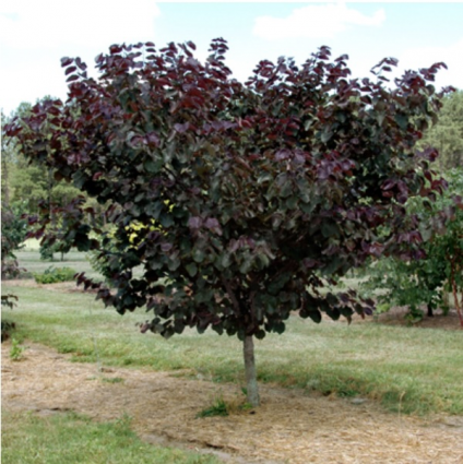 Merlot Redbud  2"