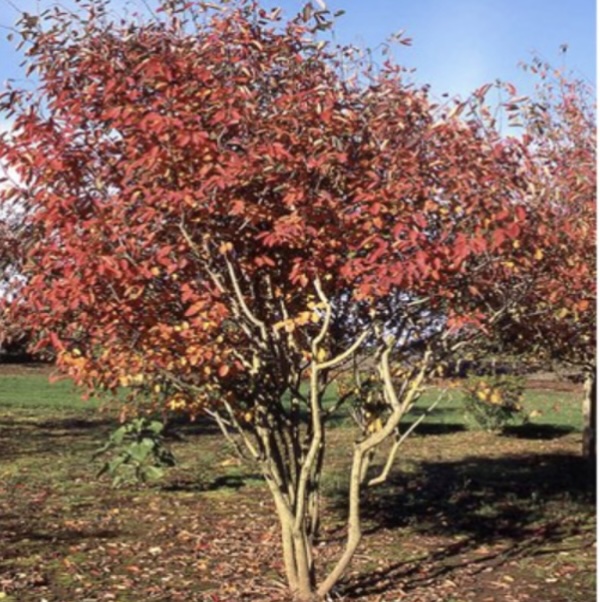 Autumn Brilliance Serviceberry Clump 7'