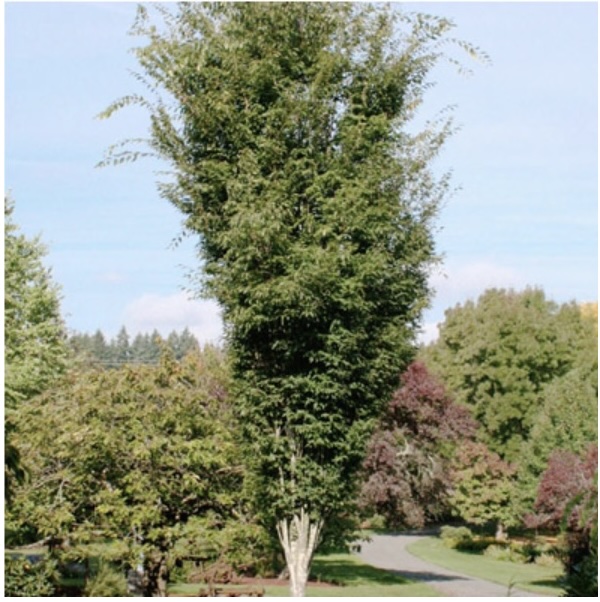 Musashino Zelkova 2.5"