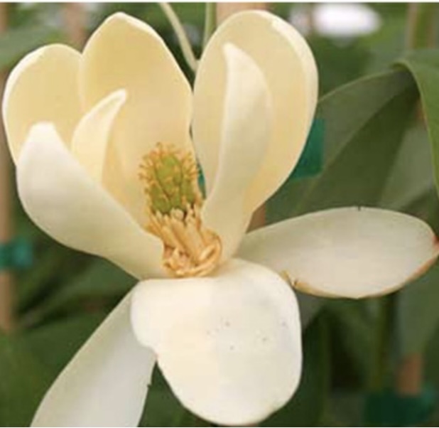 Moonglow Clump Magnolia 5'