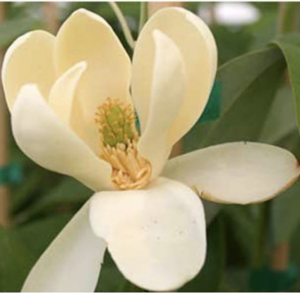 Moonglow Clump Magnolia 5'