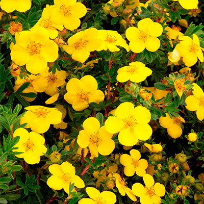 POTENTILLA, GOLD STAR 2 GALLON