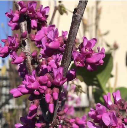 Oklahoma Sparkler Redbud  7G