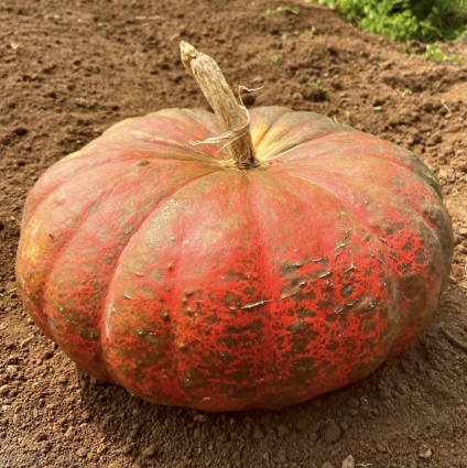 Cinderella Pumpkin