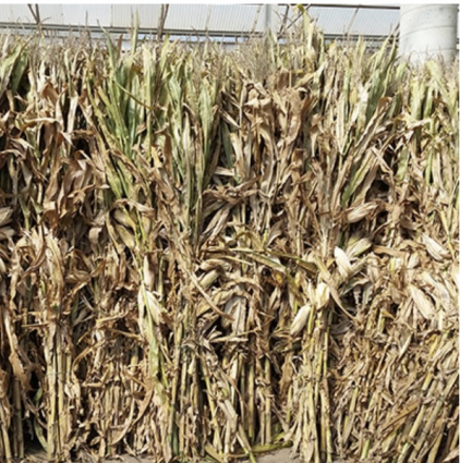 Corn Stalks