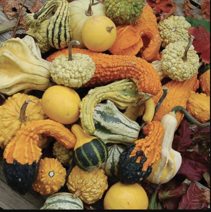 Mini Pumpkins & Gourds