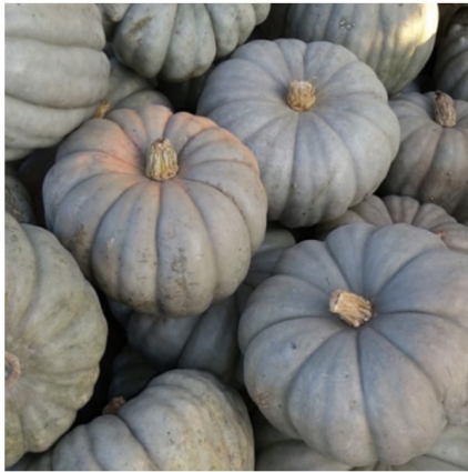 Australian Blue Pumpkins