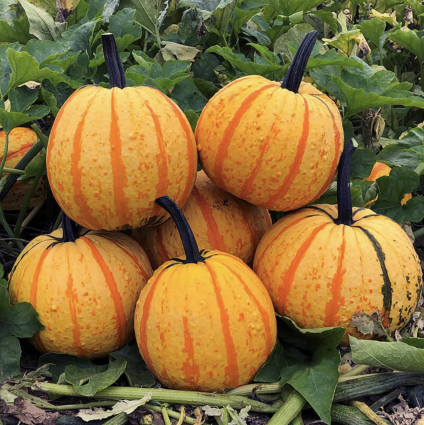 Fire Ball Pumpkin