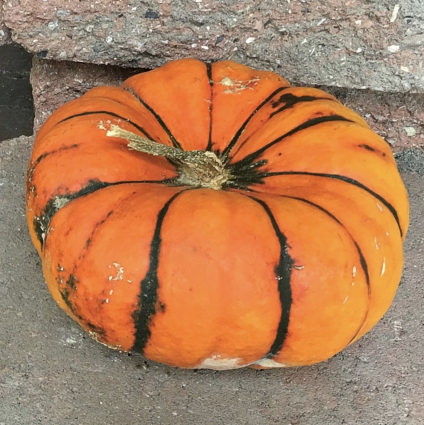 Golden Butta Bowl Pumpkin