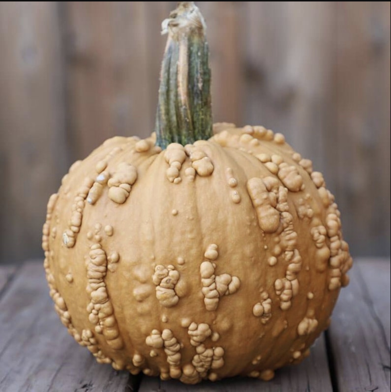Grizzly Bear Pumpkin