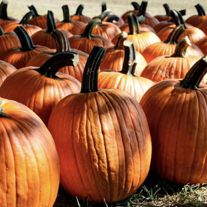 Large Jack 'O Lantern Pumpkin