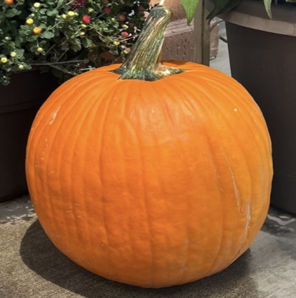 Medium Jack 'O Lantern Pumpkin