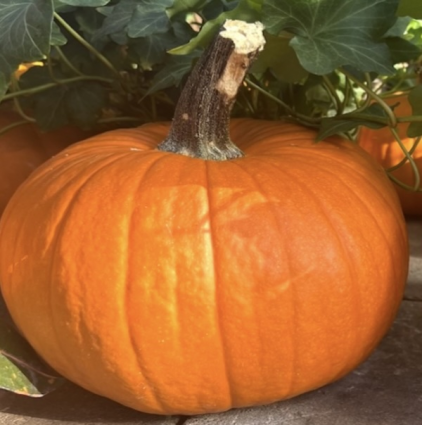 Small Jack 'O Lantern Pumpkin
