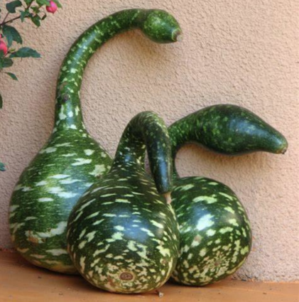 Swan Gourd