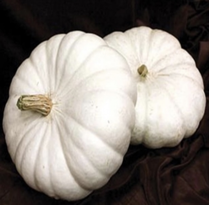 White Flat Pumpkin
