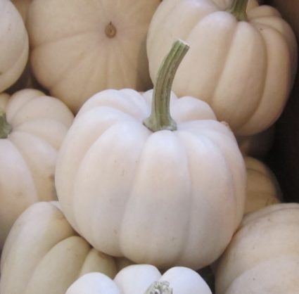Casperita Pumpkins