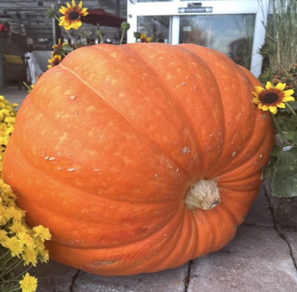 Jack O Lantern Giant Pumpkin
