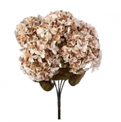 Late Autumn Cream Hydrangea Bush 22"