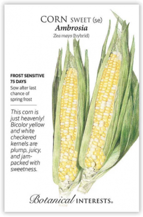 Ambrosia Sweet Corn Seeds